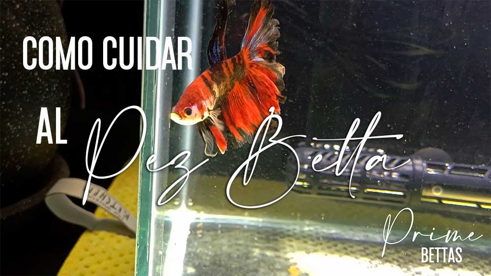 Como Cuidar Un Pez Betta Paso A Paso 2024 Peces Betta Prime