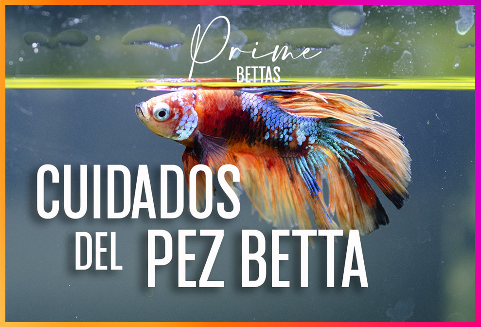 Como Cuidar Un Pez Betta Paso A Paso Peces Betta Prime