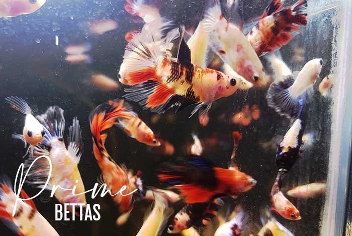 Apreciamos muchos peces bettas que forman parte de la sección de venta de peces betta de peces betta prime