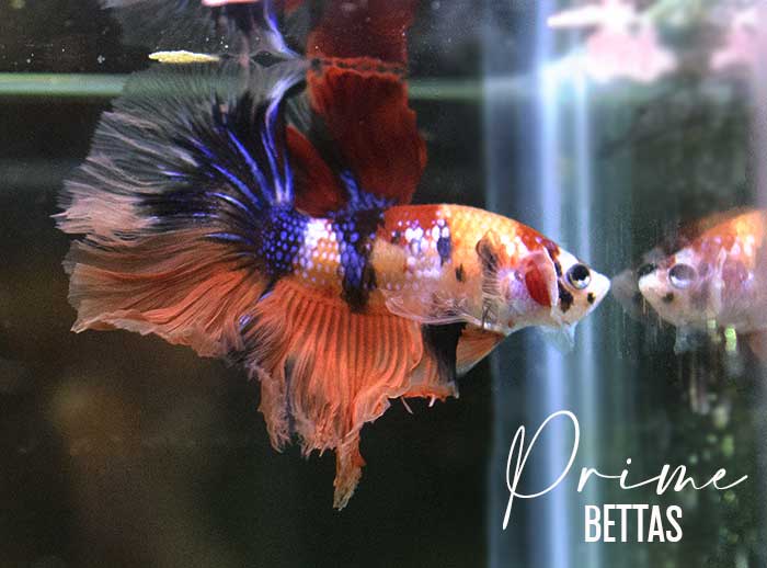 Se aprecia la imagen de un pez betta donde se señala que peces betta prime se especializa en la venta de peces betta en Perú