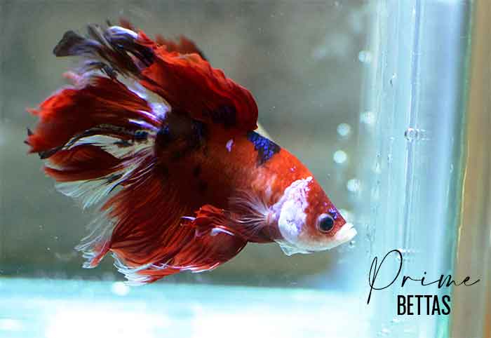 Apreciamos un hermoso pez betta koi halfmoon macho en ela seccion de venta de peces betta de peces betta prime