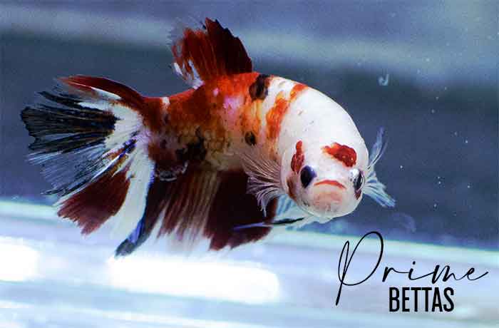 Apreciamos una hermosa pez betta koi halfmoon hembra en venta enn la seccion de venta de peces betta de peces betta prime