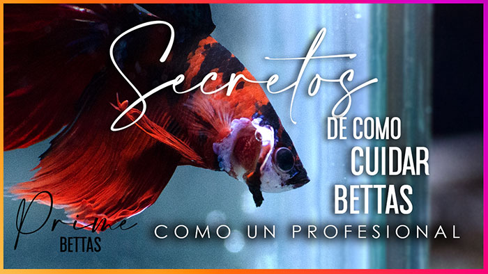 En la imagen apreciamos un pez betta que invita a observar un video sobre los secretos de como cuidar bettas realizado por la empresa peces betta prime, empresa especializada en difundir los cuidados del pez betta y a la venta de peces betta