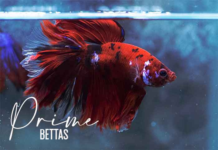 Podemos apreciar un pez betta koi rojo halfmoon macho en la pagina venta de peces betta de la empresa bettas prime