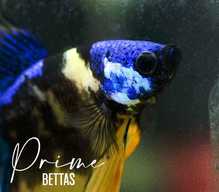 Apreciamos el pez betta precio y la imagen de un pez betta