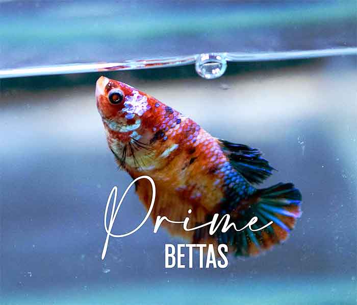 Apreciamos una hermosa pez betta koi candy disponible a la venta en la sección venta de peces betta de peces betta prime