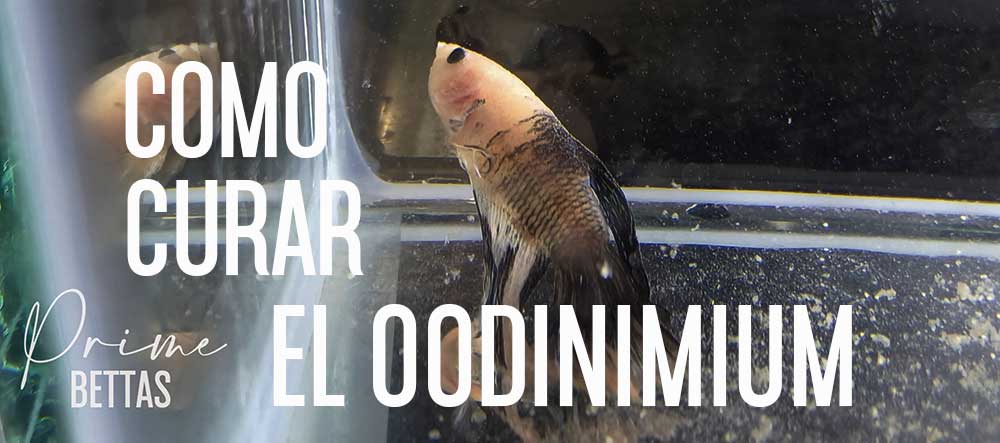 Se aprecia en la imagen un pez betta enfermo con parásitos externos o Oodinium. Prime Bettas nuestra organización científica especializada en peces betta ha desarrollado el presente estudio científico sobre como curar efectivamente la enfermedad de peces betta producida por Oodinium