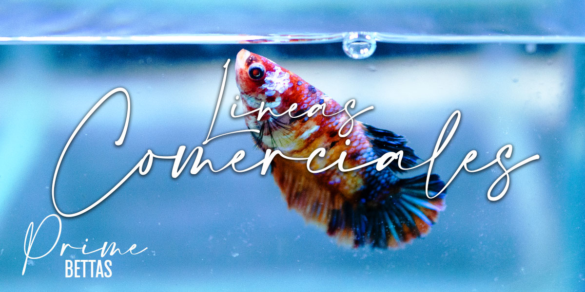Apreciamos en la imagen un hermoso pez betta hembra koi Candy que es la portada de la sección variedades de peces betta en función a su coloración, patrones de color o líneas comerciales, estudio científico realizado por nuestra organización científica especializada en el pez betta llamada Prime Bettas.