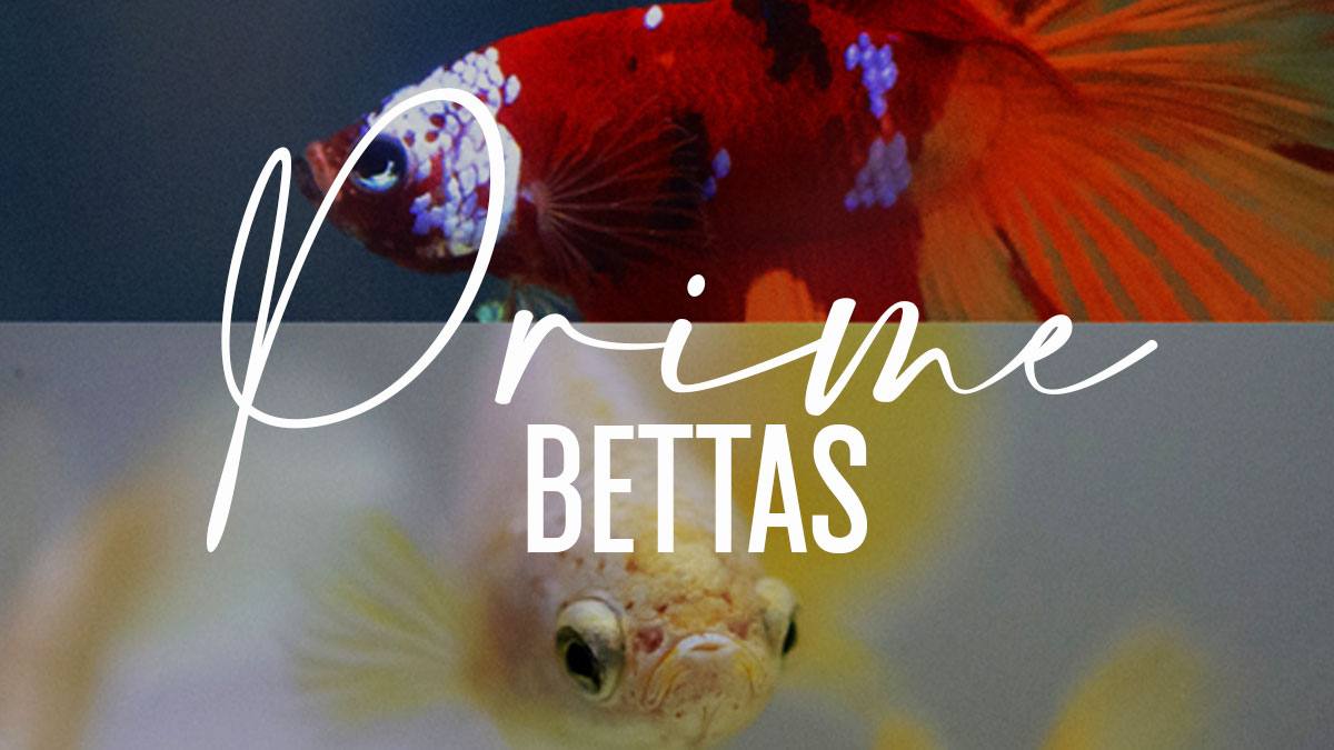 Apreciamos la imagen del logo de la Organización científica dedicada a la la Investigación y Estudio del Pez Betta "Prime Bettas", esta organización se encarga del difundir información científica para el cuidado y preservación del pez betta