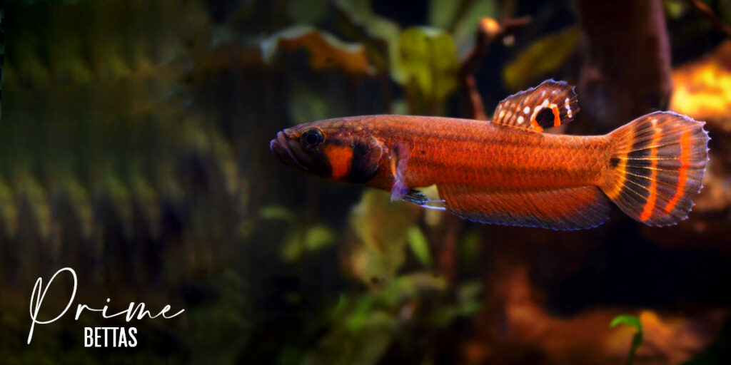 Apreciamos un hermoso betta macrostoma, un betta salvaje. En esta sección de variedades del pez betta elaborada por Prime Bettas, la organización científica especializada en peces betta, realizamos el presente estudio de variedades peces betta salvaje con la finalidad de su preservación y protección de la especie.