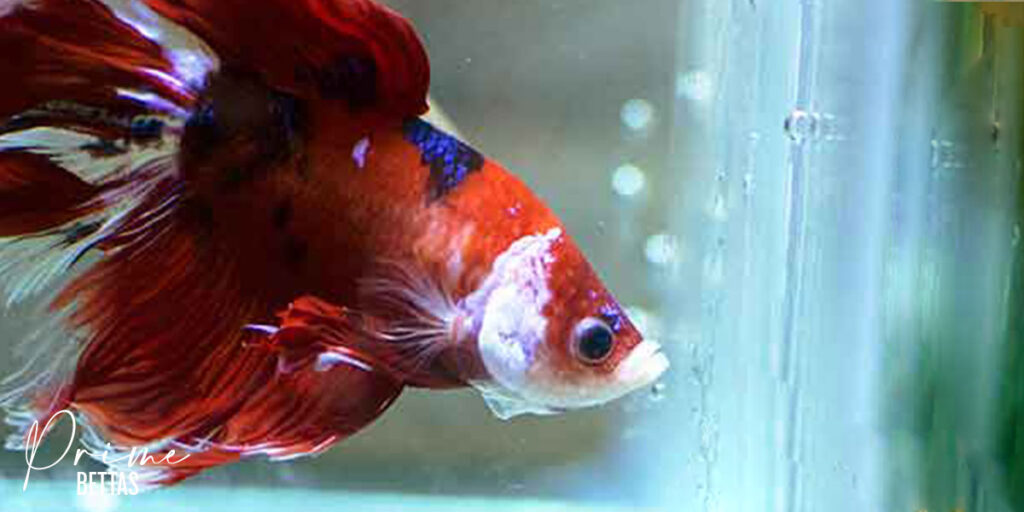 Apreciamos la imagen de un betta Halfmoon y podemos apreciar que en esta sección nuestra organización científica especializada en el pez betta trata el tema de las variedades del pez betta en función a la forma de aletas, para así realizar una profunda descripción de las variedades de peces betta presentes en el mundo
