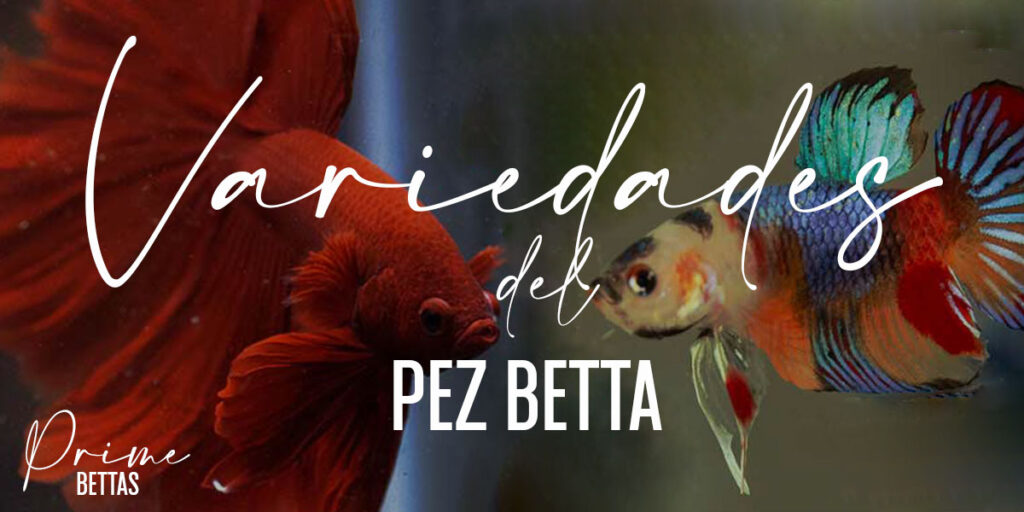 En la imagen observamos variedades de pez betta y nos invitan a descubrirlos en la sección llamada variedades de peces betta en donde nuestra organización científica especializada en peces betta llamada Prime bettas, divulga información científica y de valor para la clasificación y preservación de las distintas variedades del pez betta.