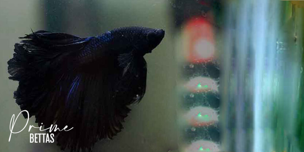 Observamos un hermoso pez betta black orchid y la invitación de la Organización Científica Especializada en el pez betta Prime Bettas a descubrir las distintas variedades del pez betta en función al patrón de coloración que presentan y también las llamadas líneas comerciales.