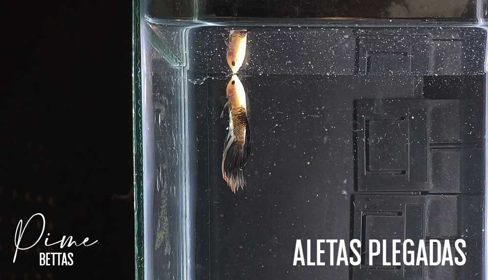 En la imagen se percibe un pez betta con las aletas plegadas producto de los parásitos conocidos como Oodinium, nuestra organización científica Prime Bettas a realizado un estudio para curar esta enfermedad en los peces betta