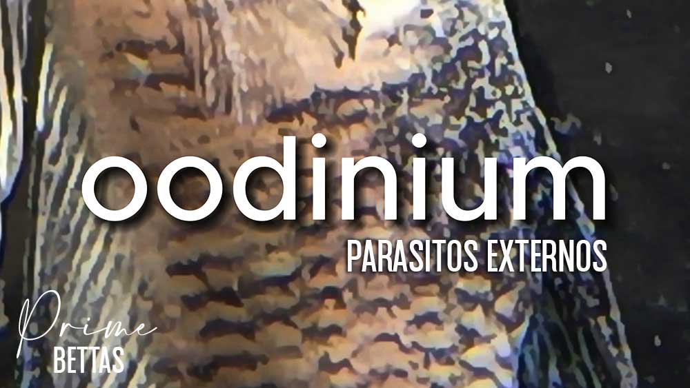 Apreciamos una imagen de parásitos externos conocidos con el nombre de Oodinium. Prime betta es una organización científica especializada en peces betta, y ha realizado un estudio sobre como curar a los peces betta de Oodinium.