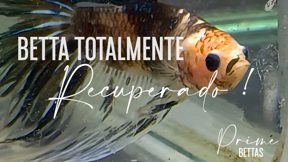 imagen del pez betta enfermo con Oodinium totalmente recuperado luego de seguir el tratamiento científico realizado por nuestra organización científica llamada Prime Bettas