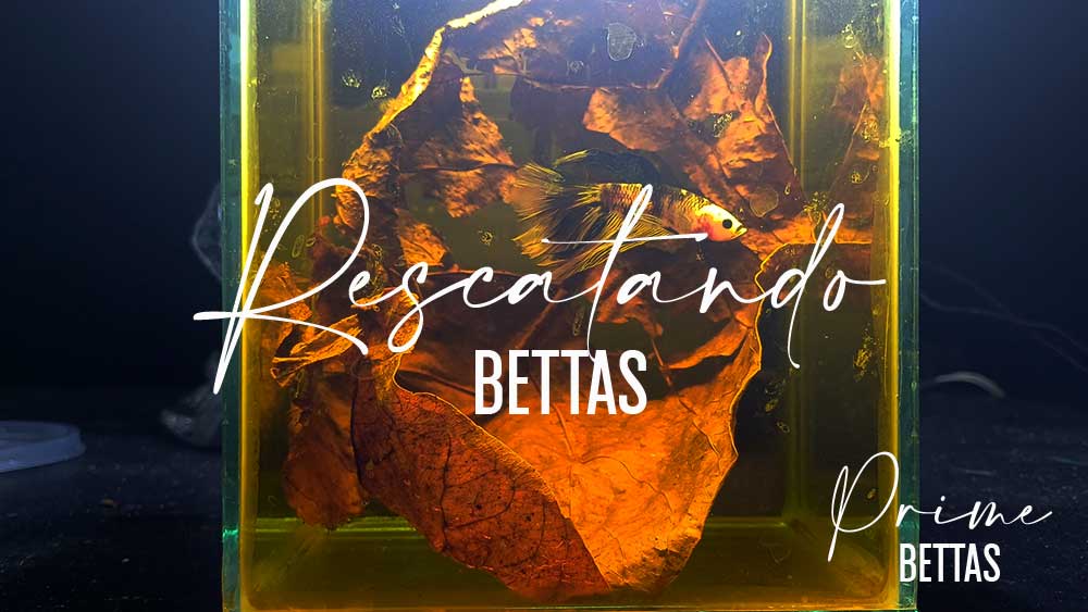 Apreciamos en la imagen del pez betta que ha sido rescatado y curado del Oodinium en el video de YouTube creado por nuestra organización científica llamada Prime bettas