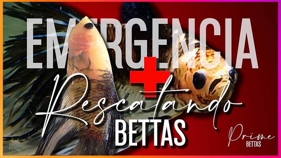 Se observa que la organización científica especializada en peces betta llamada Prime Bettas ha realizado una sección de estudios científicos sobre como dar tratamiento a las enfermedades del pez betta y lo difunde a nivel masivo a través de YouTube