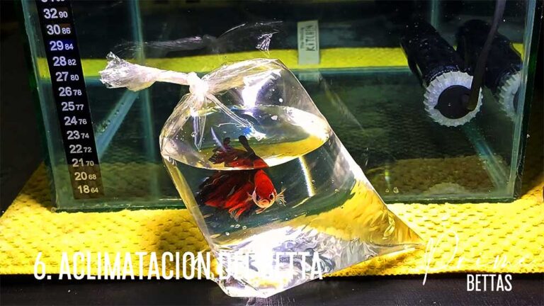 Como cuidar un Pez Betta paso a paso | Peces Betta Prime