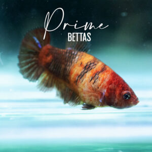 Vemos un hermoso pez betta hembra halfmoon koi naranja con rojo y azul en prime bettas se puede comprar bettas online