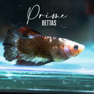 Observamos una hermosa Pez betta koi halfmoon hembra de ojos azules, disponible en la tienda online de Prime Bettas