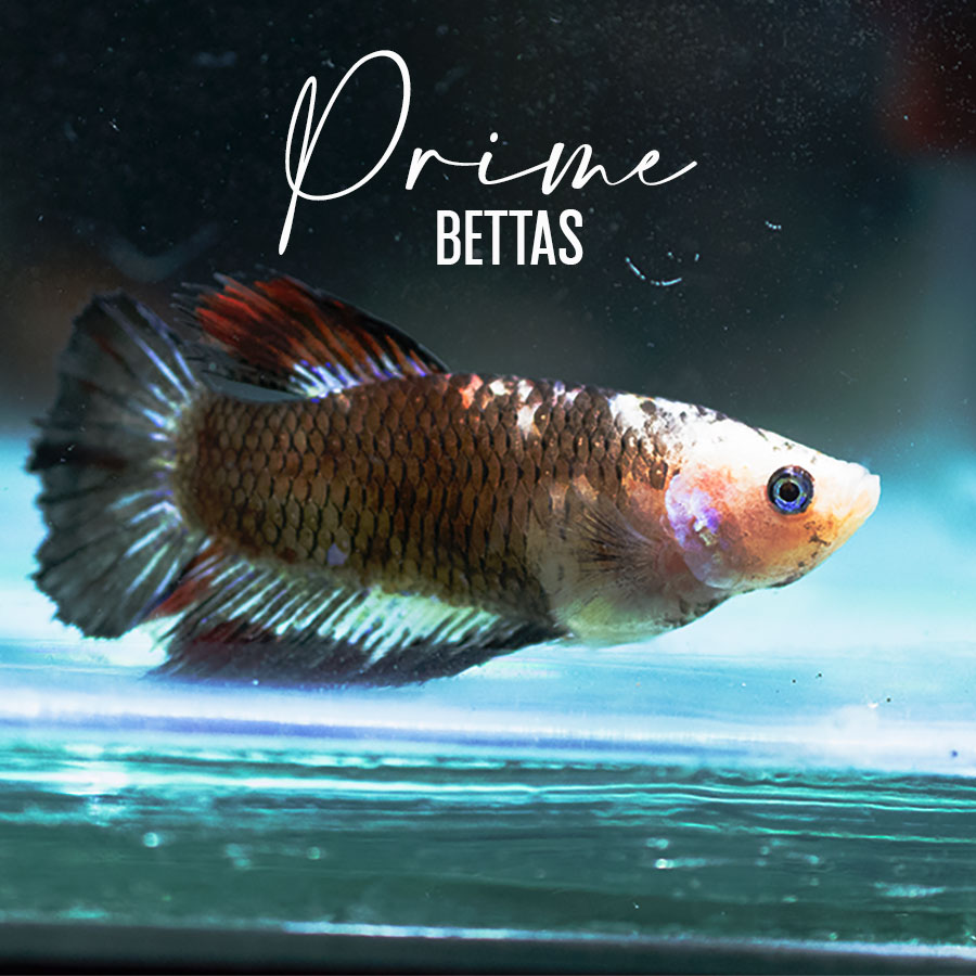 Observamos una hermosa Pez betta koi halfmoon hembra de ojos azules, disponible en la tienda online de Prime Bettas