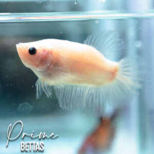 vemos una hermosa pez betta celofán disponible en la tienda online de prime bettas