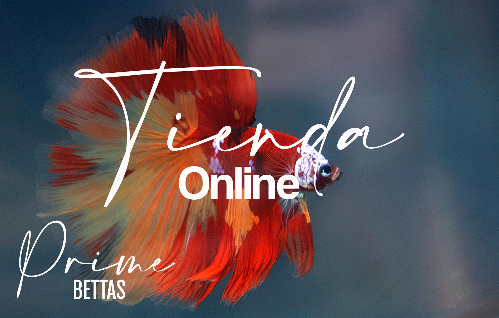 En la imagen observamos un pez betta halfmoon media luna rojo y amarillo de la variedad pez betta koi y un anuncio que señala que es la imagen de portada de la tienda online de prime bettas especializada en la venta de peces betta