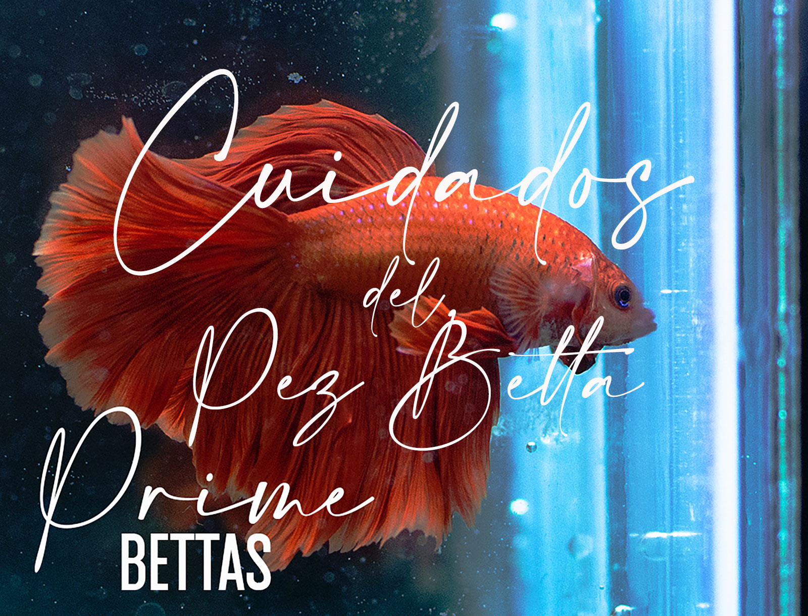 Vemos un hermoso pez betta que da inicio al artículo elaborado por Prime Bettas llamado Acondicionadores de Agua para el cuidado del pez betta