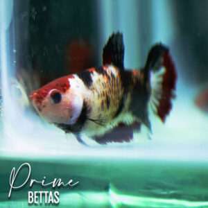 Observamos un pez betta hembra koi de colores rojos y negros que esta a disposición en nuestra tienda en linea Prime bettas