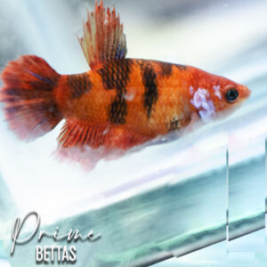 Observamos una hermosa pez betta koi de base naranja disponible en nuestra selección en venta de peces betta.