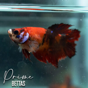 Observamos una hermosa pez betta hembra koi galaxy disponible en la selección en venta de peces betta de nuestra tienda online Prime Bettas