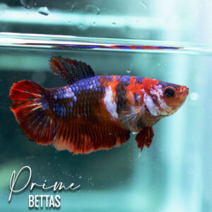 Vemos una hermosa pez betta koi galaxy clásico en nuestra tienda online de Prime Bettas