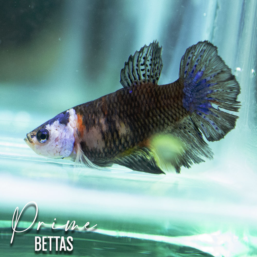 Vemos una hermosa pez betta koi galaxy clásico disponible en prime bettas