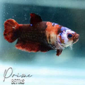 Vemos una hermosa pez betta hembra koi galaxy halfmoon en nuestra tienda online
