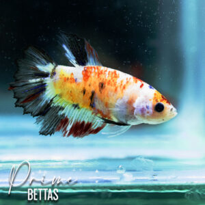 Hermosa pez betta koi galaxy base clara disponible en nuestra tienda online