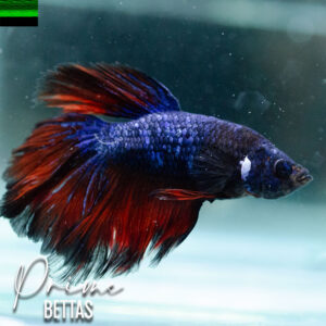 Vemos un hermoso pez betta macho fancy bicolor en Prime Bettas