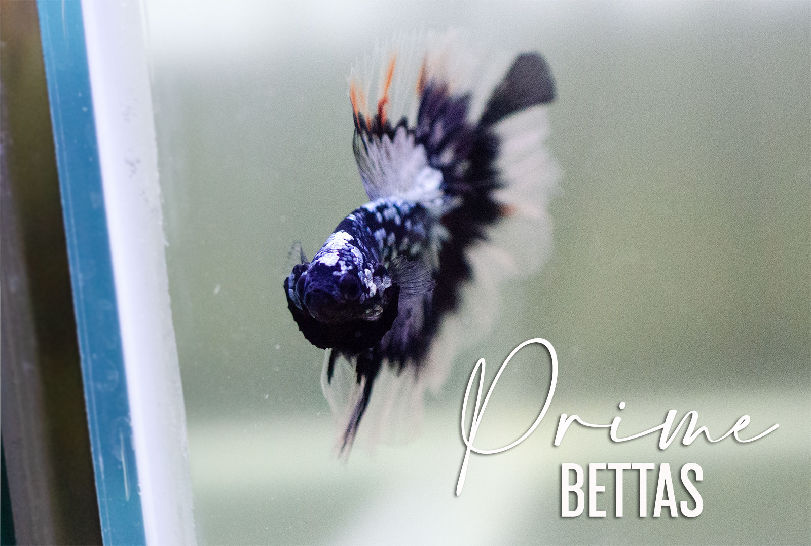 Vemos un hermoso pez betta halfmoon black star que da inicio a la página pez betta precio