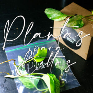 Vemos plantas para peces Betta en la tienda Online Prime Bettas