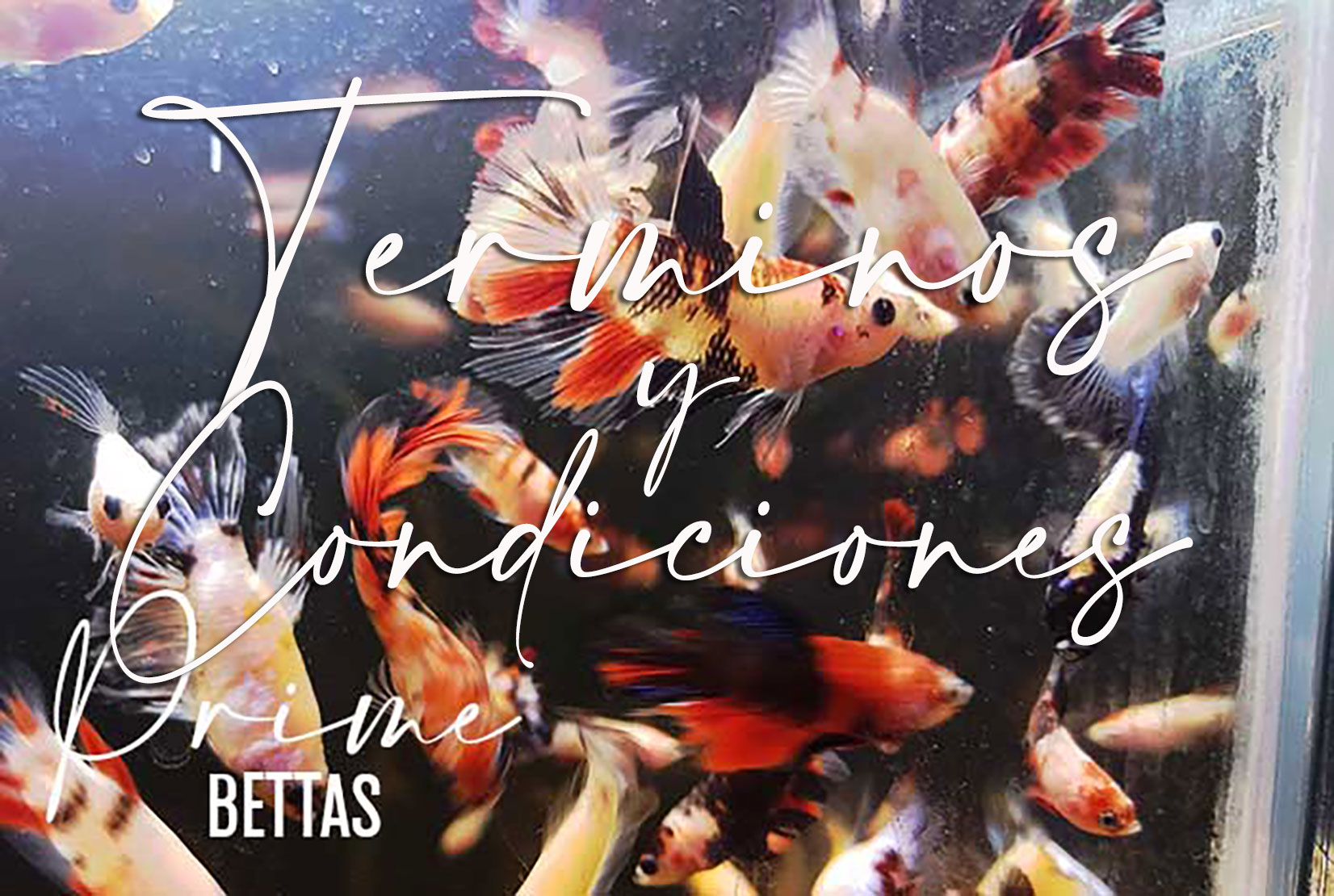 Observamos muchos peces bettas de muchos colores en la página de términos y condiciones de la tienda de venta de peces betta online Prime Bettas