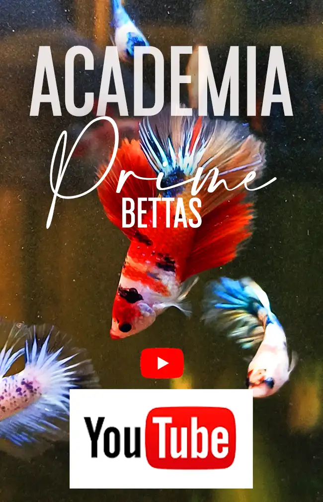 Apreciamos una portada de la academia Prime Bettas ya que en esta empresa no solo se dedican a la venta de bettas sino también a la difusión de los cuidados del pez betta