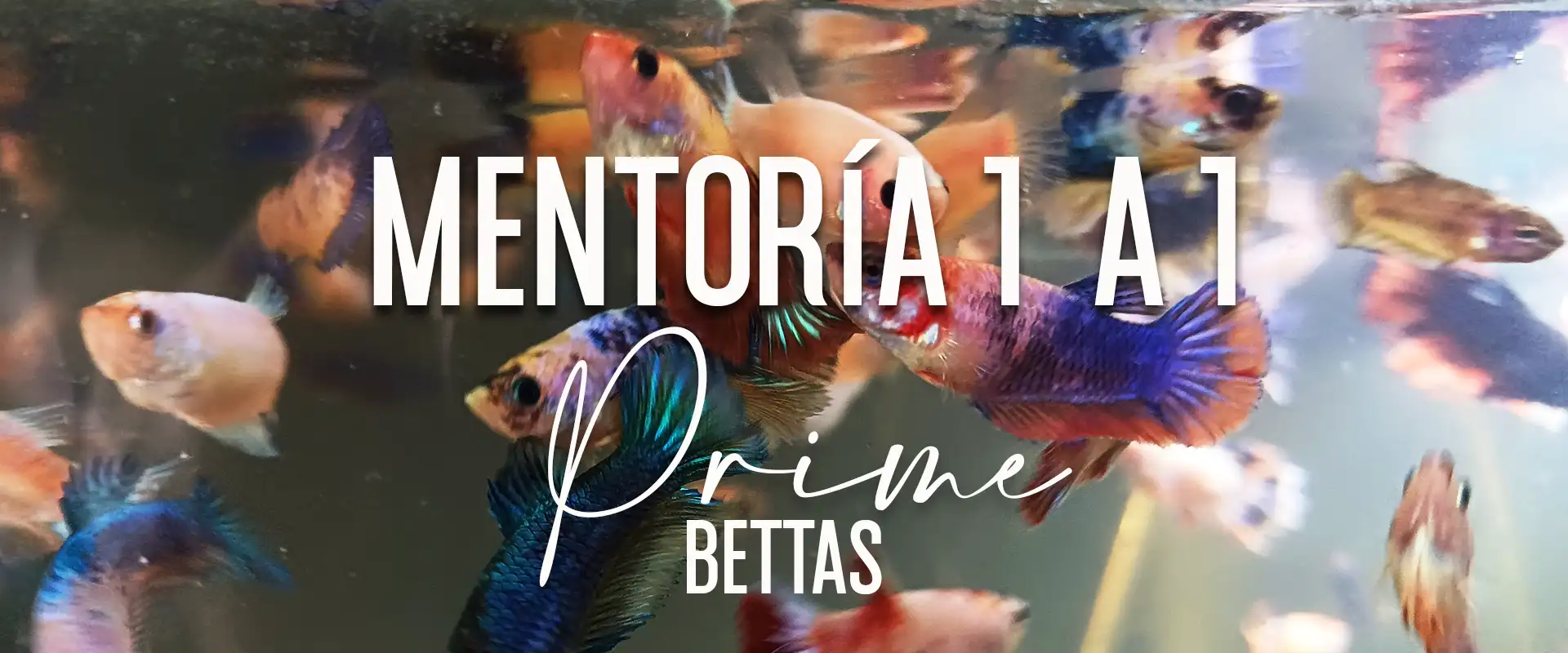 Se aprecia muchos peces betta y el anuncio de la mentoría 1 a 1 de prime bettas en donde se enseña los secretos de una reproducción responsable