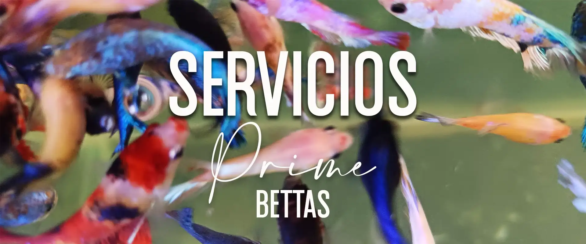 Podemos ver la pagina de servicios de Prime Bettas, donde venden peces betta y además ofrecen los mejores servicios para el cuidado de los peces betta