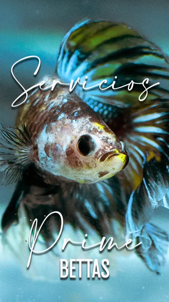 Observamos un hermoso pez betta que apertura la sección servicios de prime bettas empresa especializada en el cuidado y venta de peces betta