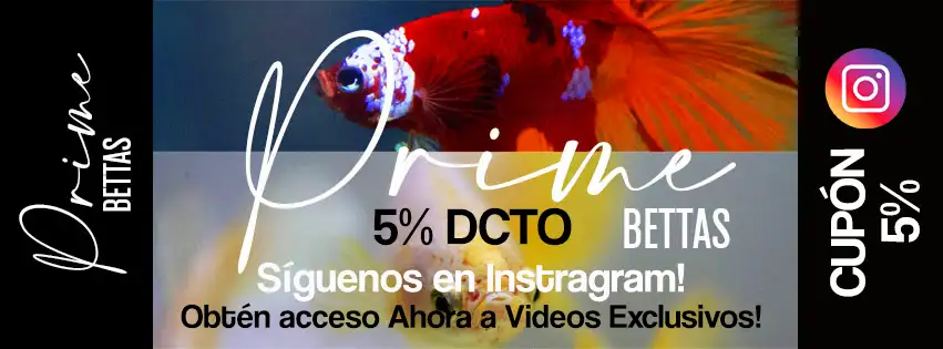 Observamos varios peces bettas y el título que indica que es un cupón de descuento en todos nuestros peces betta de la sección venta de peces betta