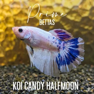 Pez Betta Candy Halfmoon macho blanco con detalles azules en sus aletas nadando en acuario.
