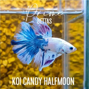 Pez Betta Candy Halfmoon macho con colores blanco azul y púrpura nadando en acuario.