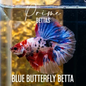 Pez Betta Koi Candy Halfmoon macho con colores rojo azul y blanco nadando en acuario.