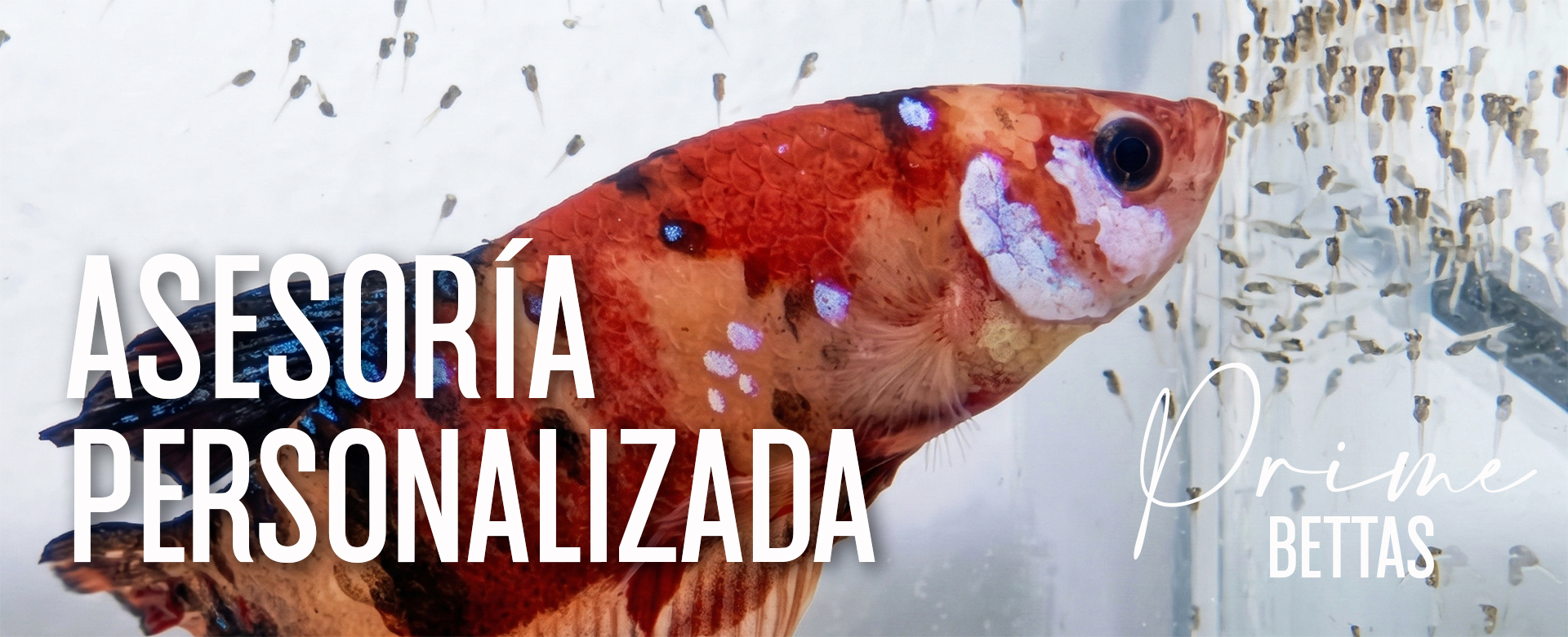 Observamos un hermoso pez betta plakat gigante con sus crías y el título de Asesoría Personalizada, ya que prime bettas ofrece ese servicio