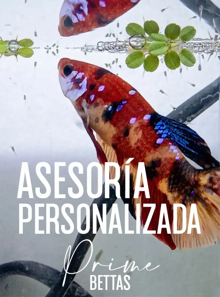 Se aprecia un pez betta gigante junto a sus alevines recién nacidos en Prime Bettas se imparte Asesoría personalizada para crear criaderos profesionales de peces betta